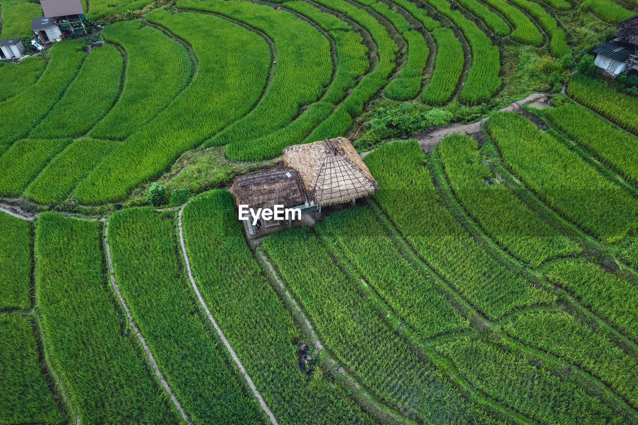 field, agriculture, paddy field, terrace, rural scene, landscape, green, land, farm, plant, growth, scenics - nature, soil, environment, crop, nature, terraced field, plain, high angle view, beauty in nature, pattern, no people, day, plantation, outdoors, rice paddy, rice, tranquility, tranquil scene, lawn, maze, grassland, grass, architecture, aerial photography, rural area, labyrinth