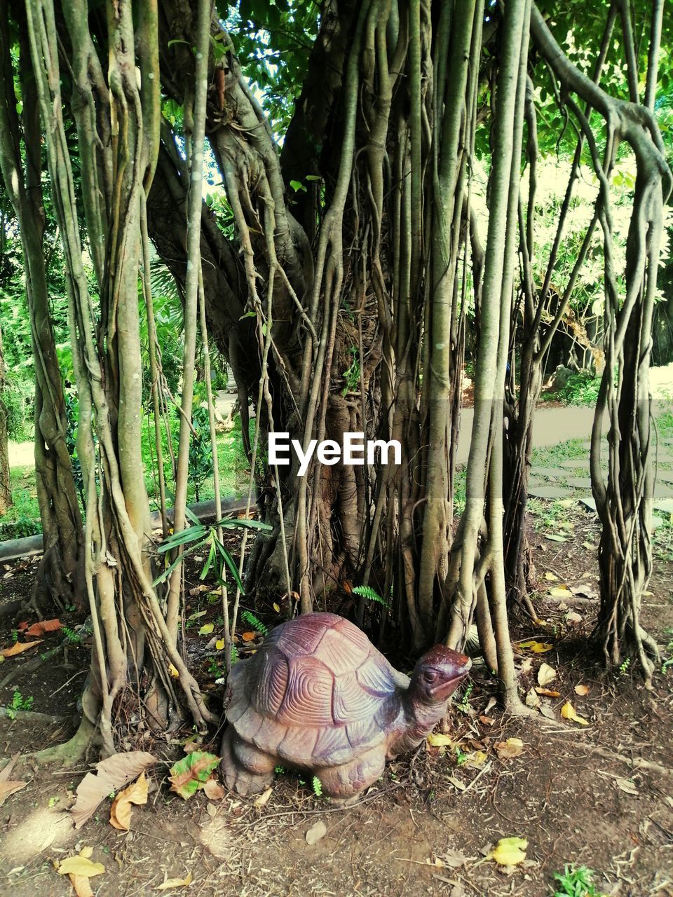 VIEW OF TORTOISE ON TREE
