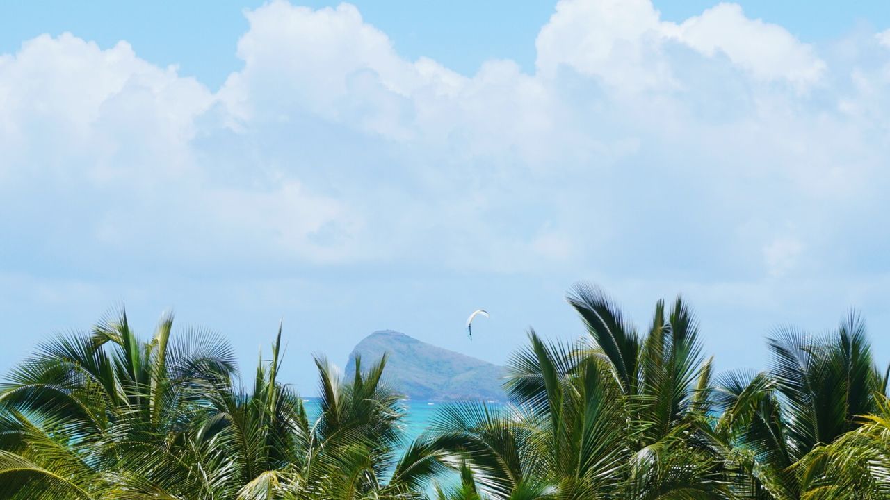 High section of palm trees against clouds