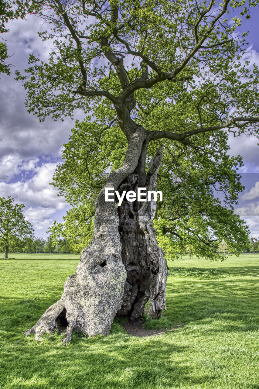 VIEW OF TREE ON FIELD