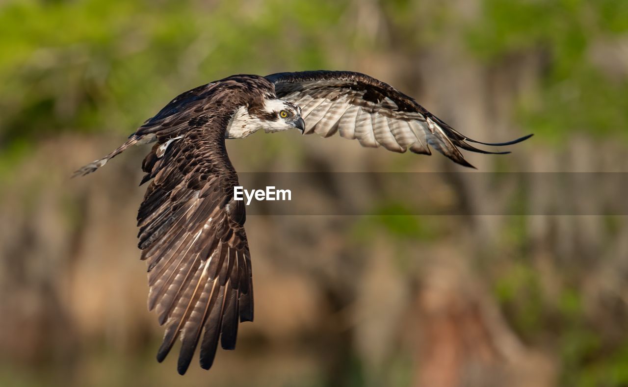 Close-up of osprey flying mid-air