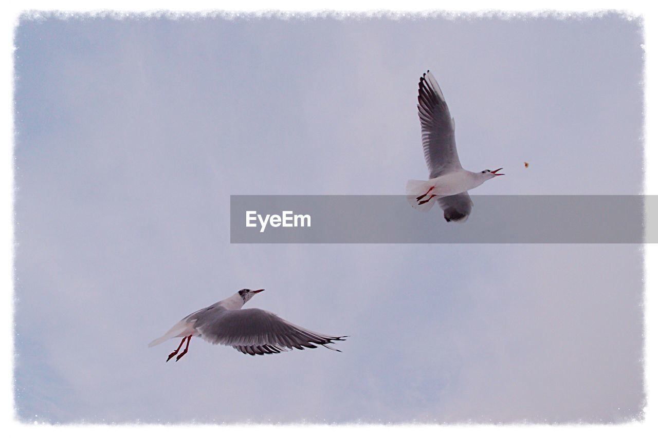 LOW ANGLE VIEW OF SEAGULL FLYING OVER THE BACKGROUND