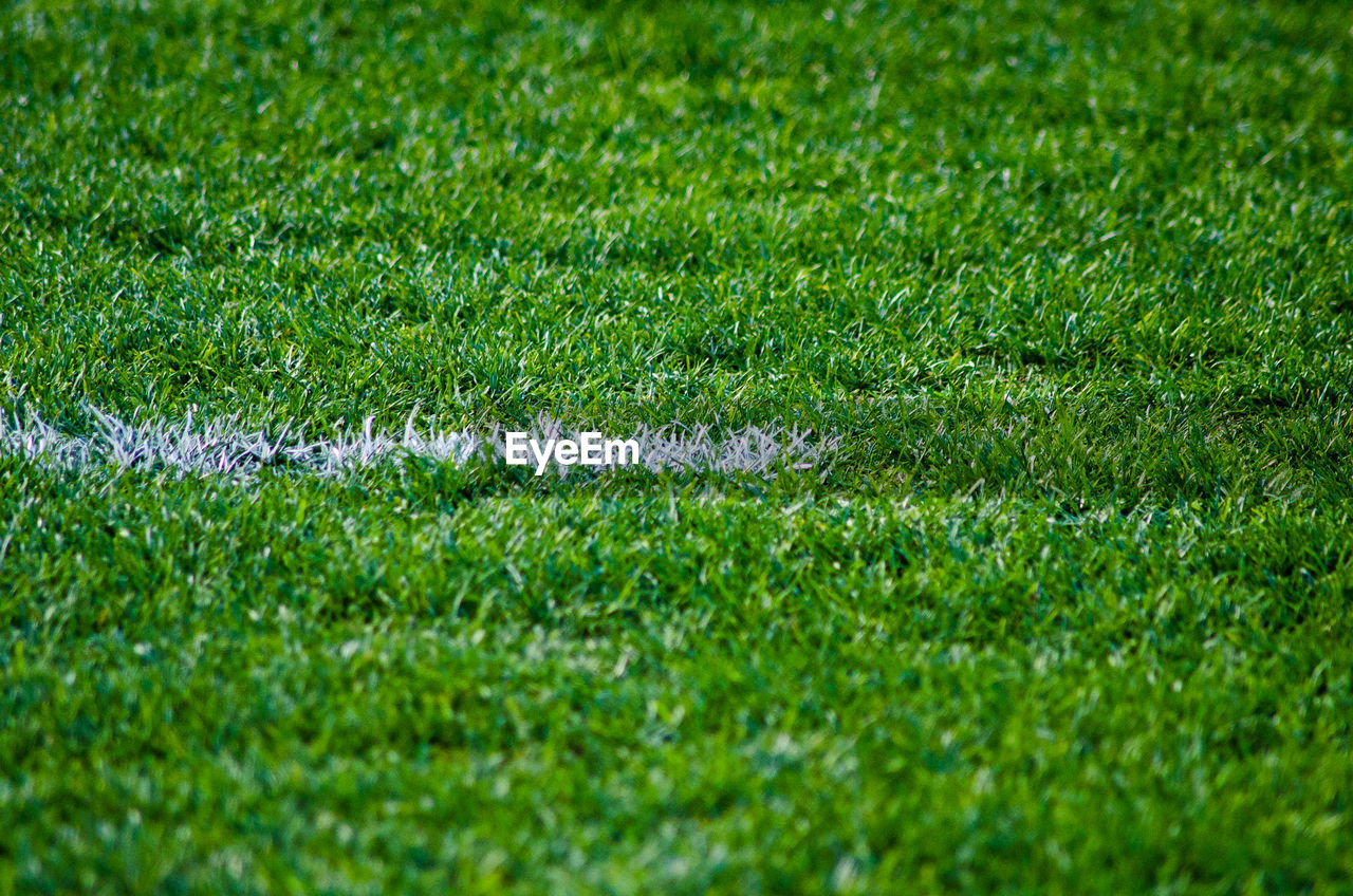 CLOSE-UP OF GRASS