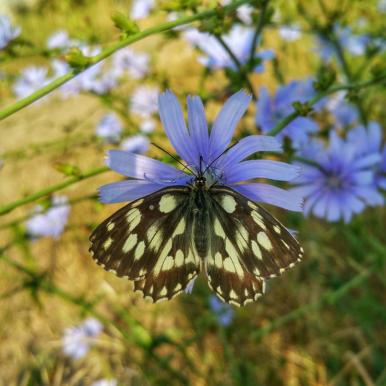 Close-up of butterfly on flower