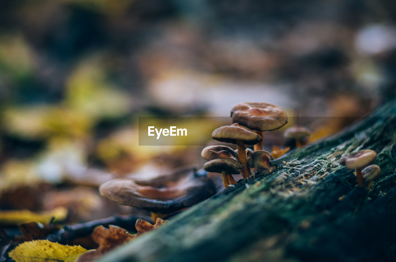 Close-up of mushroom growing outdoors