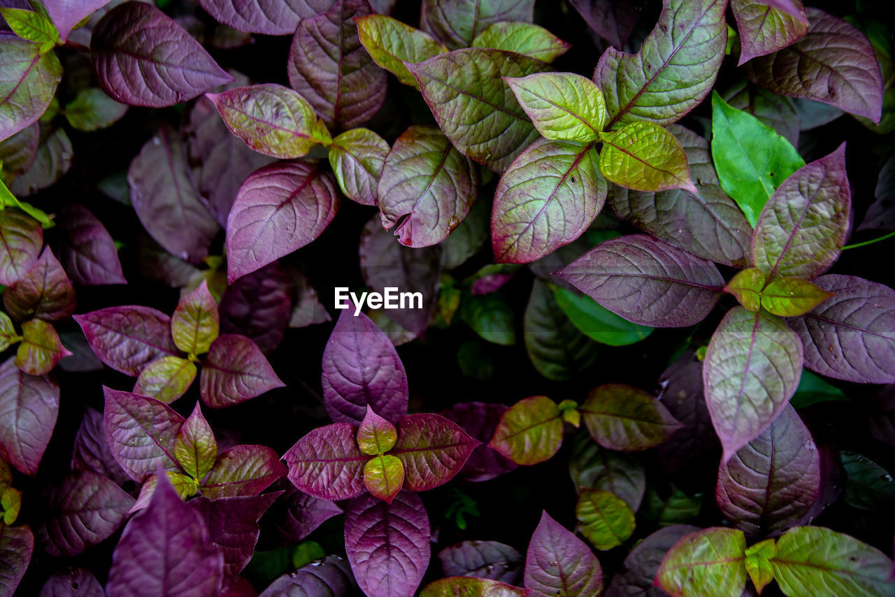 plant, leaf, plant part, flower, full frame, purple, backgrounds, close-up, petal, no people, freshness, nature, beauty in nature, lilac, growth, abundance, food and drink, outdoors, green, day, food, healthy eating, vegetable