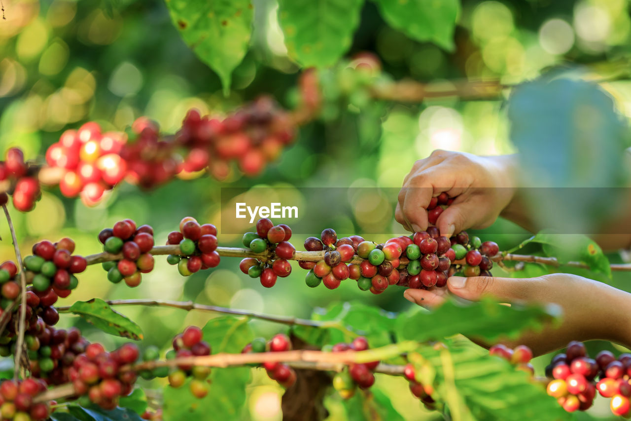 Close up farmer hands harvest coffee bean ripe red berries plant fresh seed coffee tree