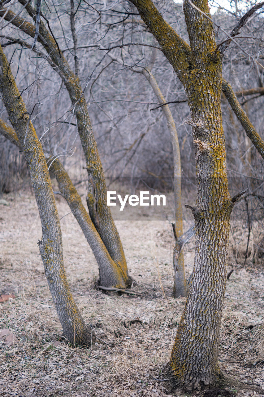 BARE TREES IN THE FOREST