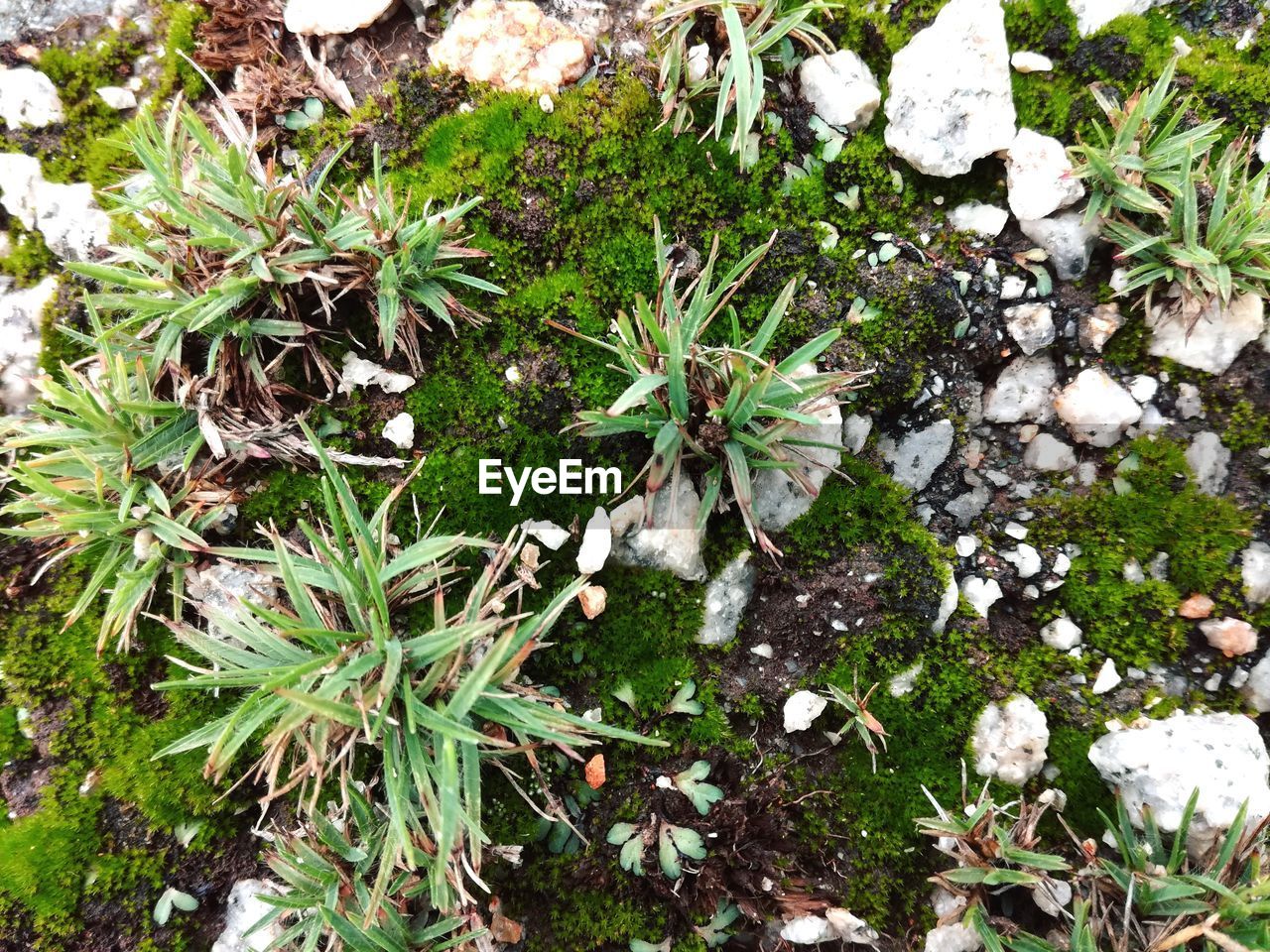 HIGH ANGLE VIEW OF PLANTS