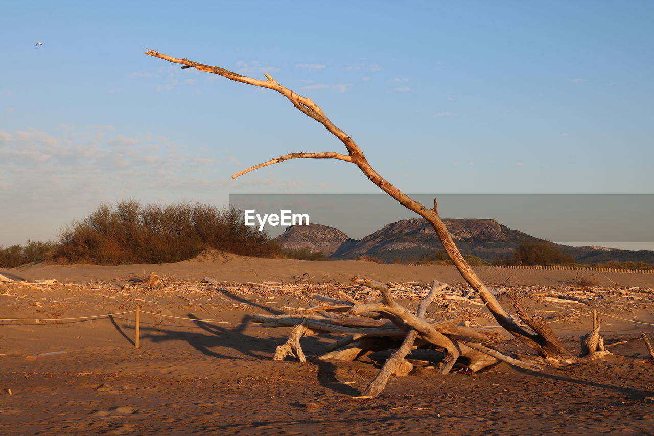 DRIFTWOOD IN DESERT