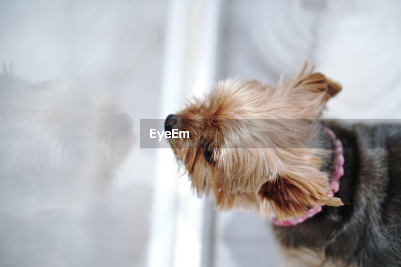 Close-up of dog looking at home