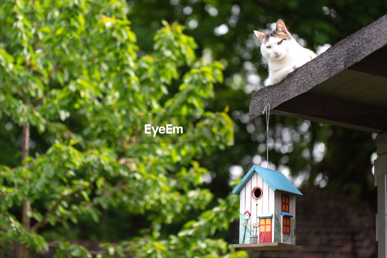 Low angle view portrait of cat sitting on rooftop of house