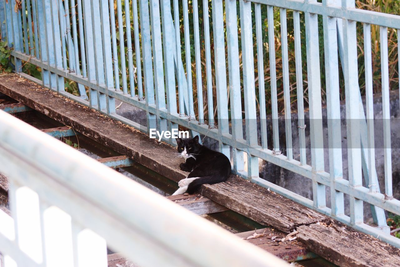 Cat on old bridge