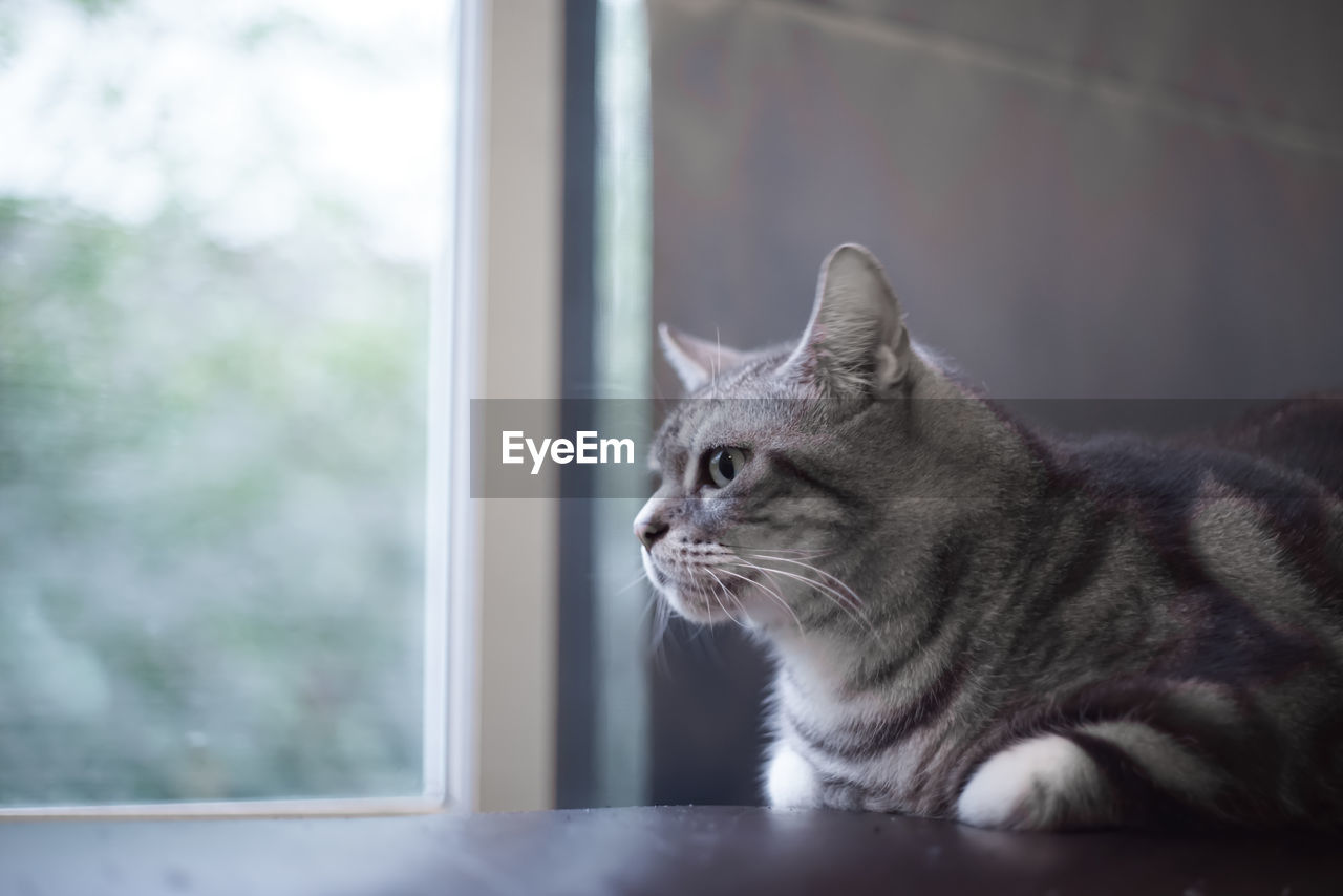 Close-up of cat on window sill