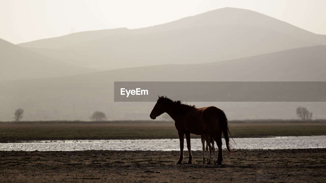Horse and foal are standing on a land