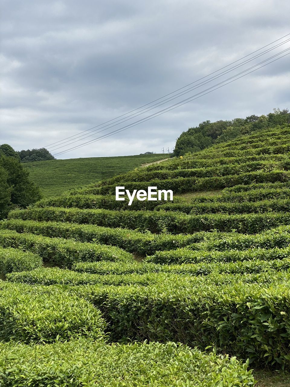 SCENIC VIEW OF FARMS AGAINST SKY