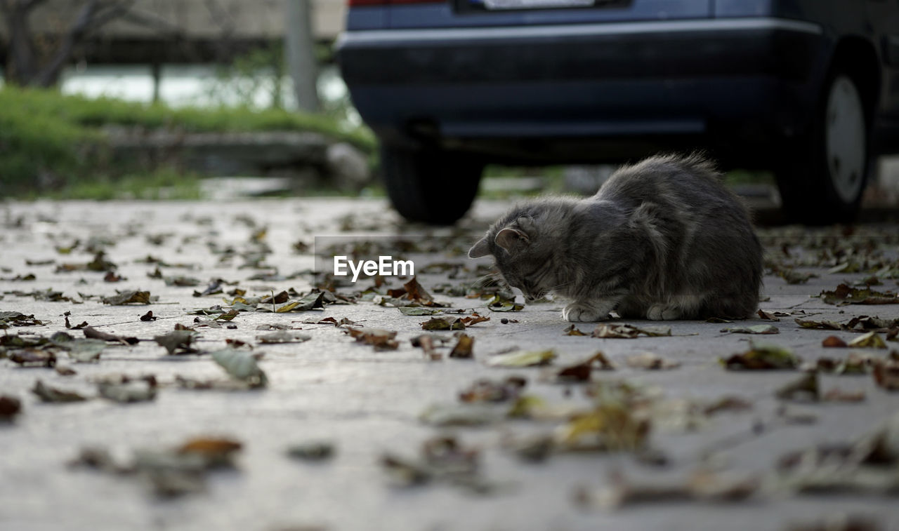 Cat relaxing on street