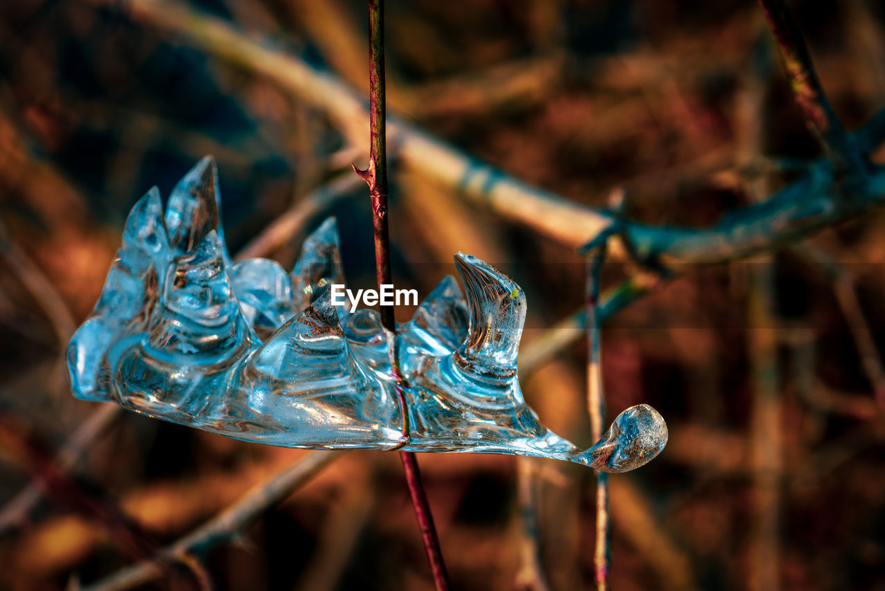 CLOSE-UP OF FROZEN PLANT