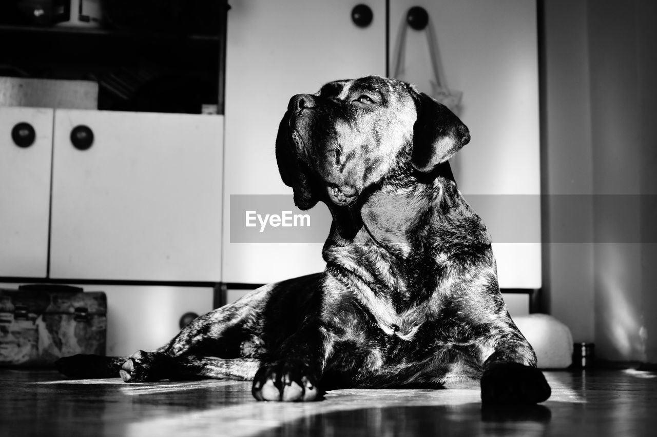 Cane corso dog sitting on floor at home