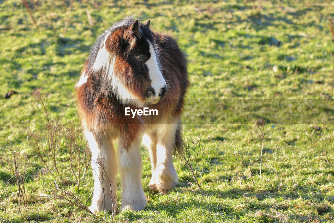 VIEW OF AN ANIMAL ON GRASS