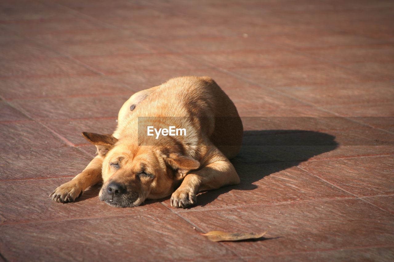 VIEW OF A DOG SLEEPING ON FOOTPATH