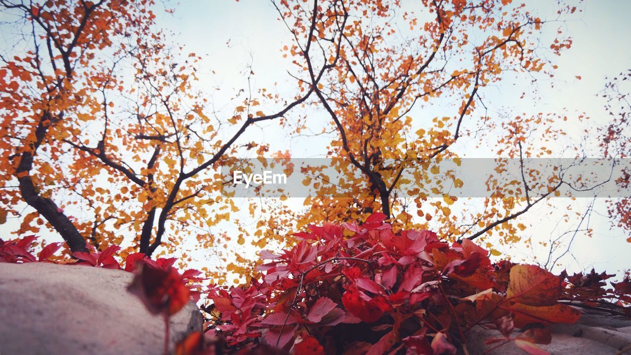 LOW ANGLE VIEW OF FRESH FLOWER TREE AGAINST SKY