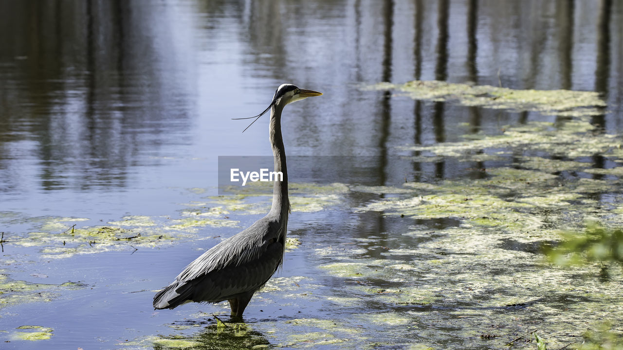 HIGH ANGLE VIEW OF GRAY HERON PERCHING BY LAKE