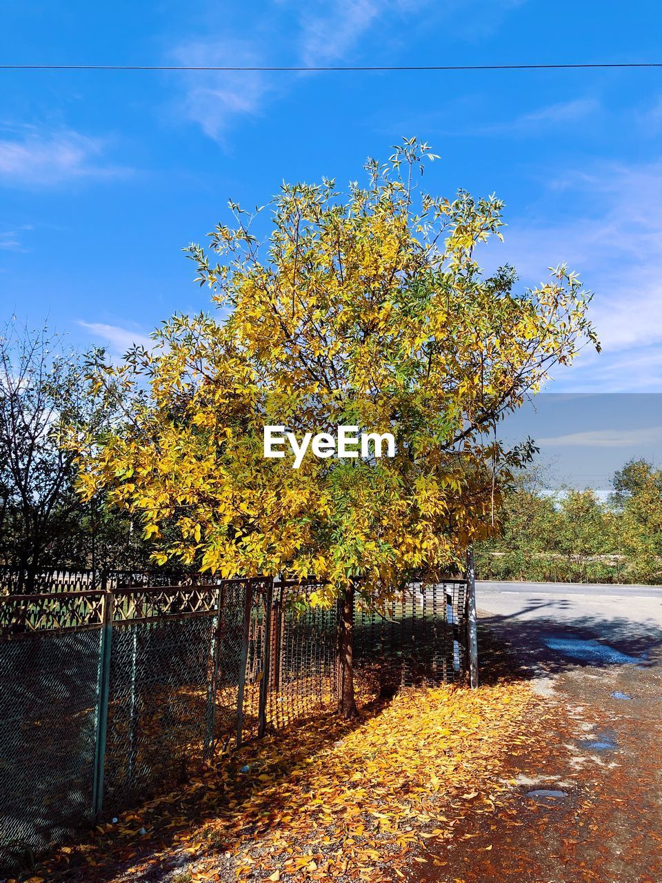 YELLOW AUTUMN TREE BY ROAD AGAINST SKY