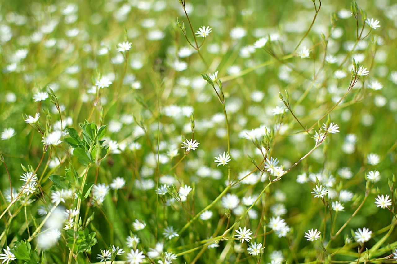 Close-up of white flowers blooming outdoors