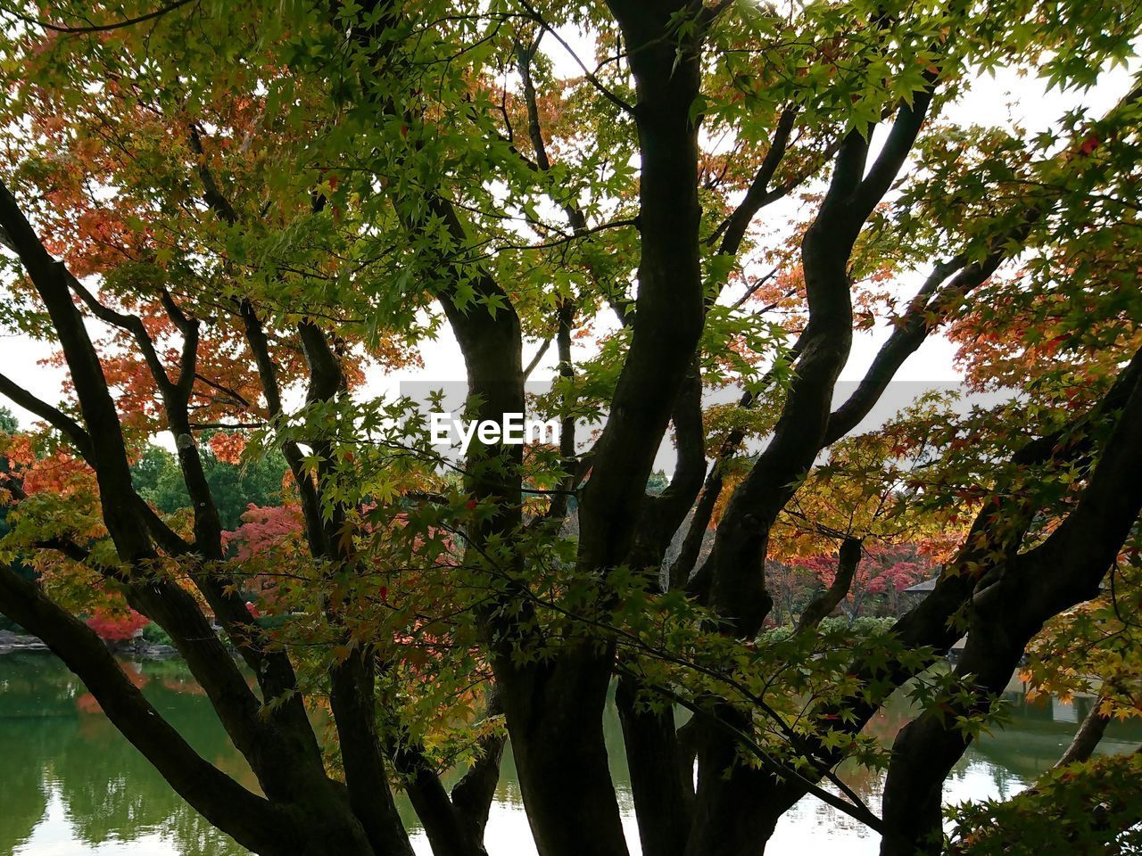 LOW ANGLE VIEW OF TREE AGAINST SKY