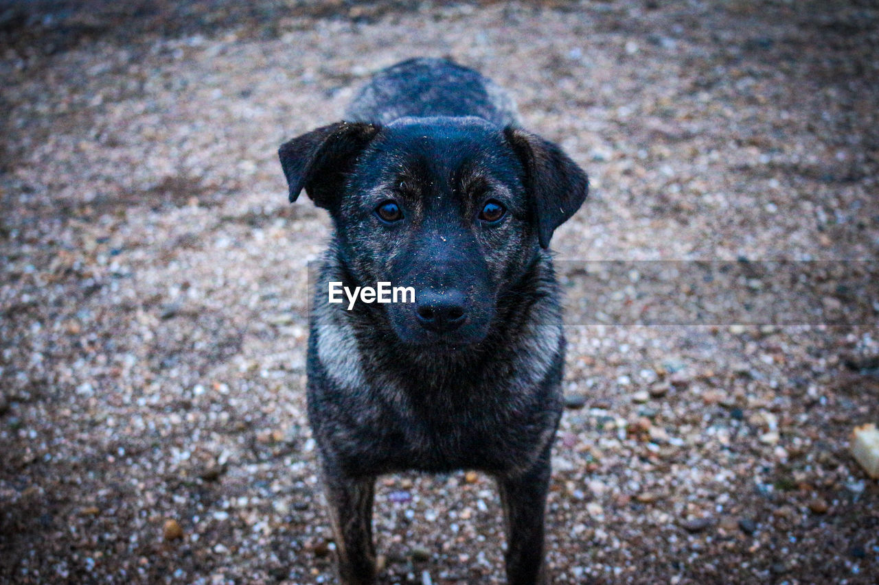 HIGH ANGLE PORTRAIT OF BLACK DOG STANDING ON GROUND