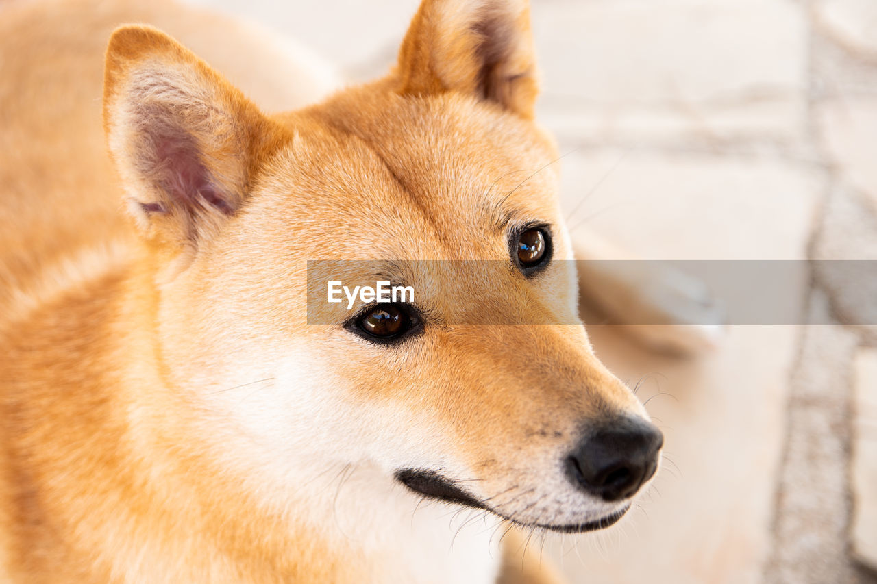 Close-up of shiba inu looking away