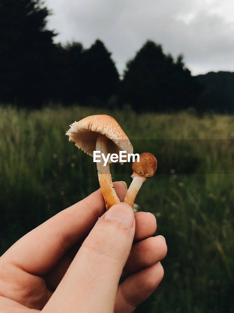 Close-up of hand holding mushroom