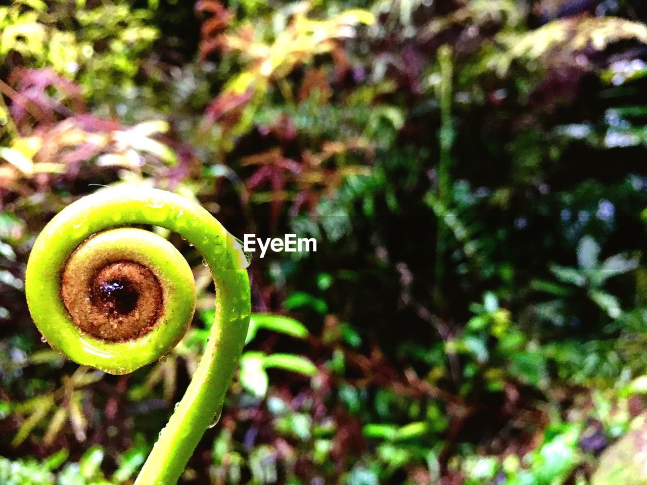 CLOSE-UP OF GREEN SNAKE