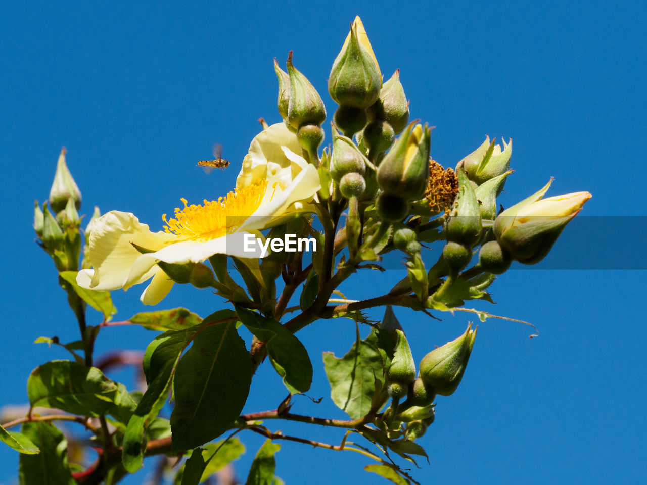 LOW ANGLE VIEW OF YELLOW FLOWER TREE AGAINST BLUE SKY