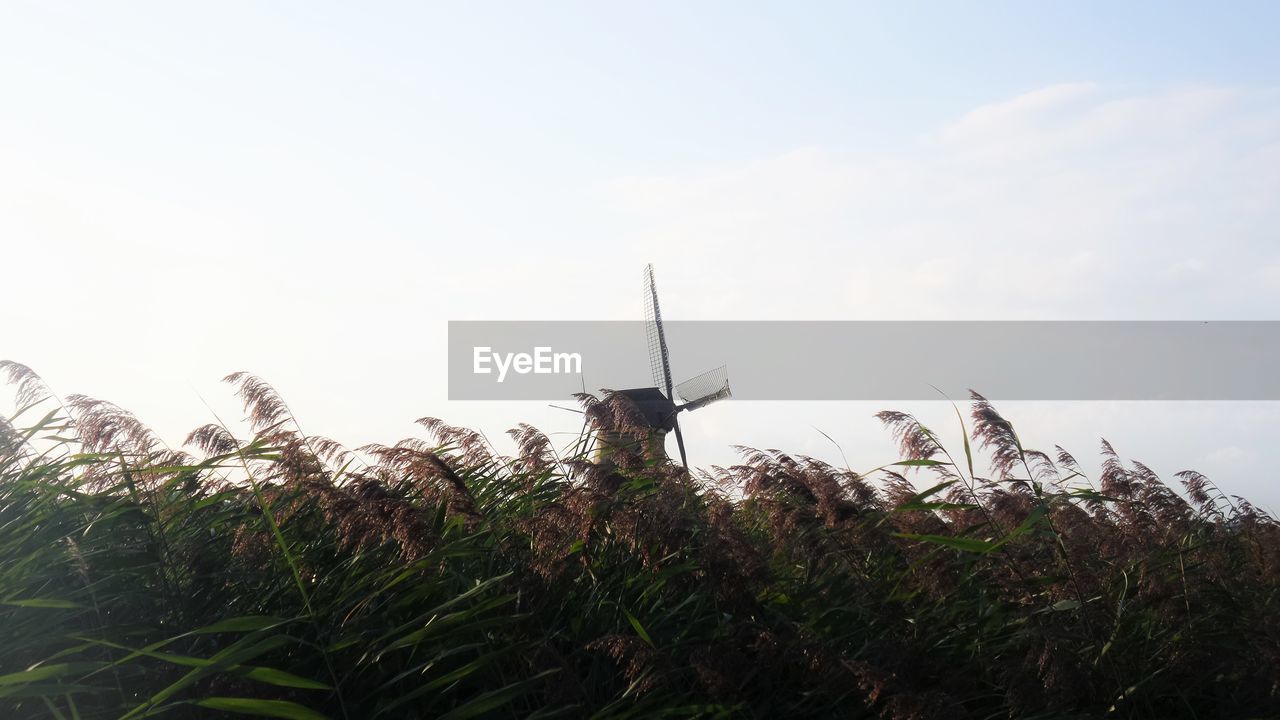 Windmill in meadow