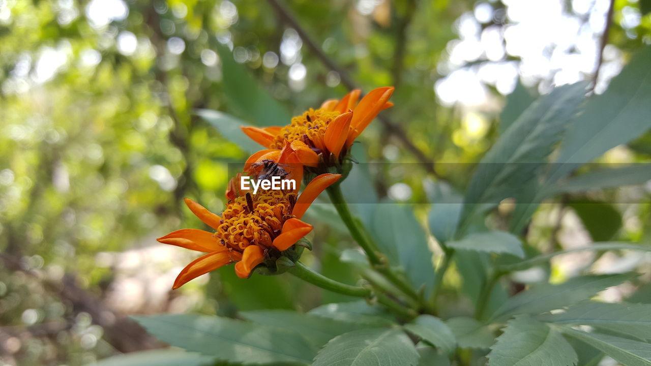 Close-up of spider on orange flower