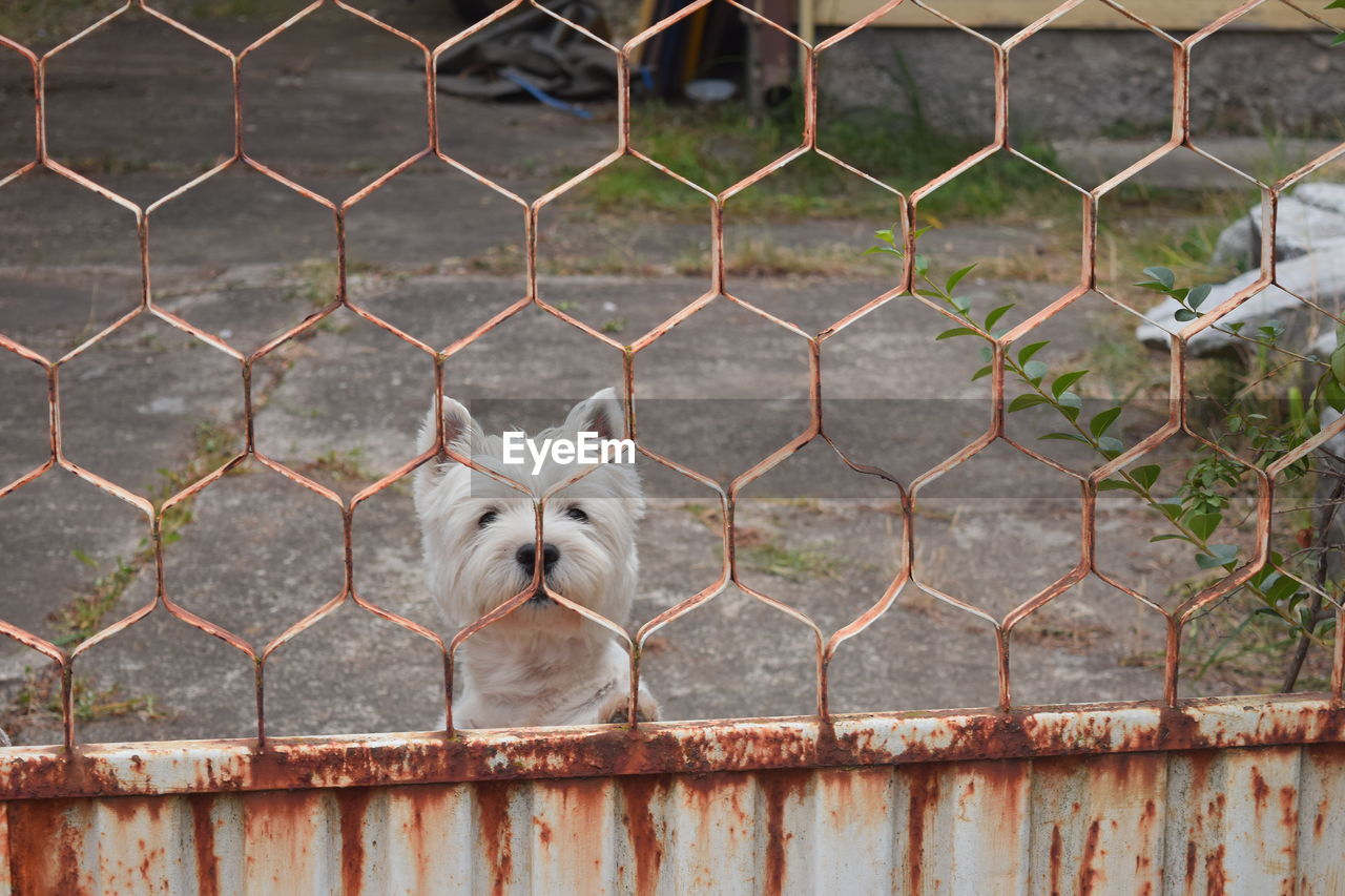 Close-up portrait of a dog