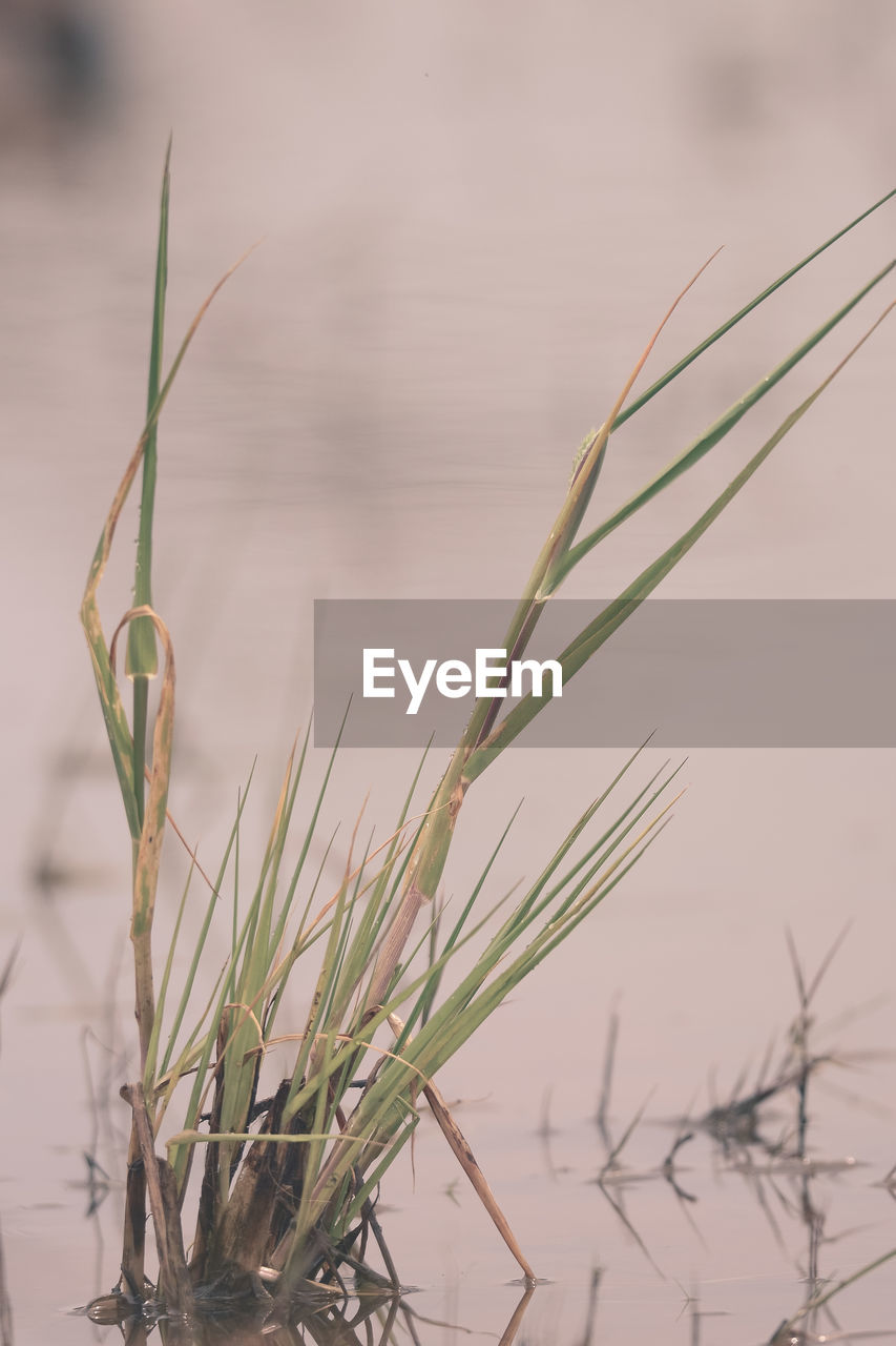Close-up of grassy growing in lake