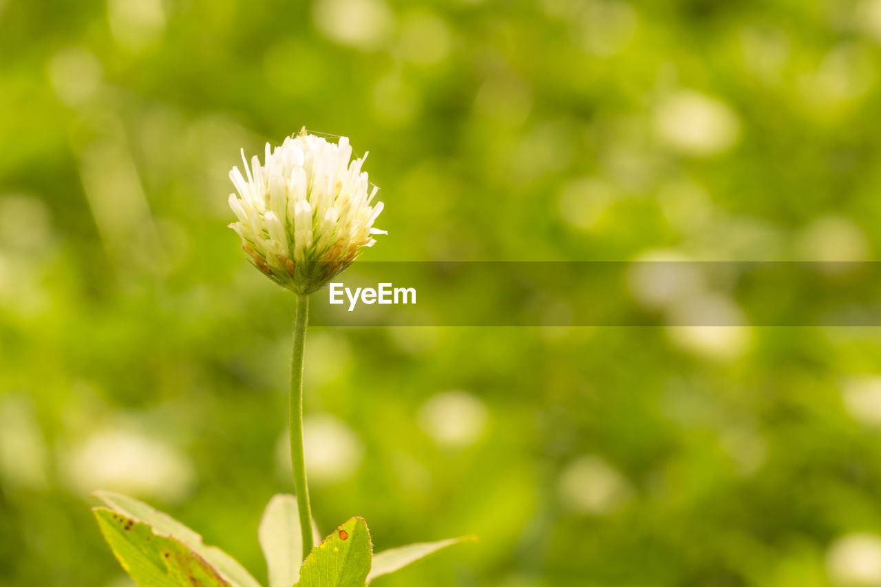 CLOSE-UP OF FLOWERING PLANT AGAINST WHITE BACKGROUND