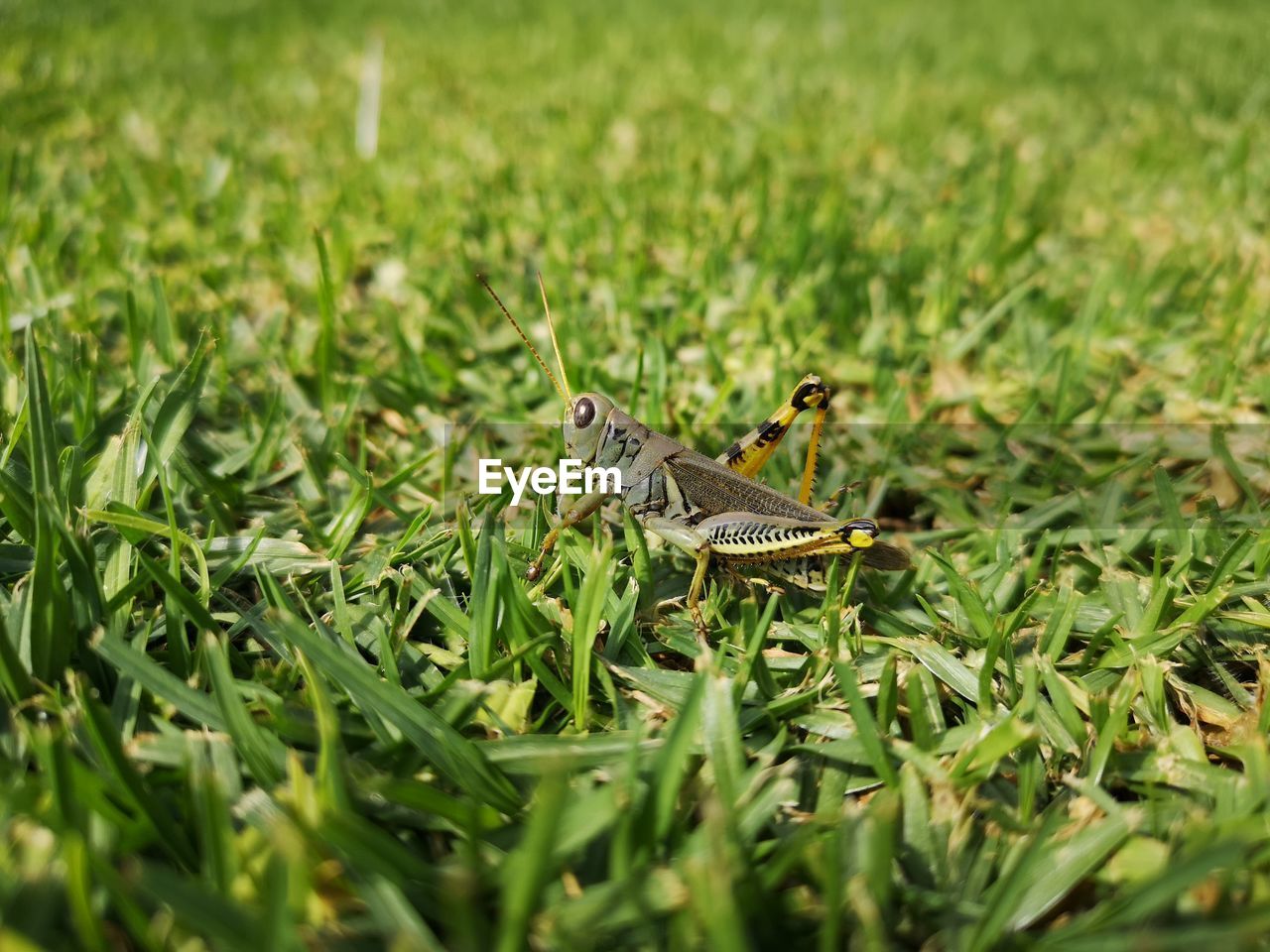 CLOSE-UP OF BUTTERFLY ON GREEN GRASS