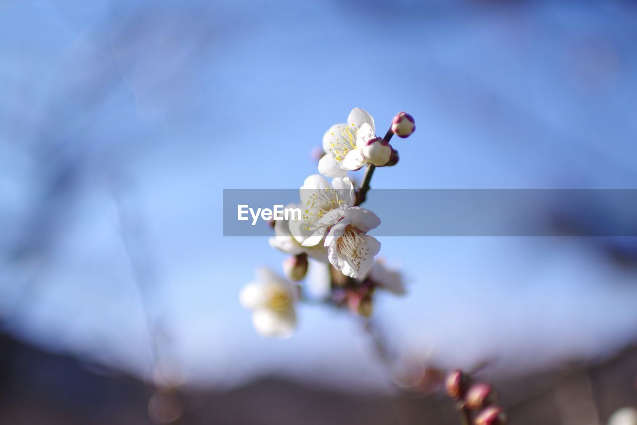 Close-up of white cherry blossom on tree