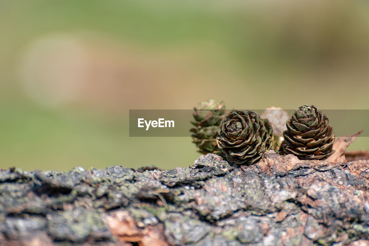 CLOSE-UP OF SHELLS ON ROCK