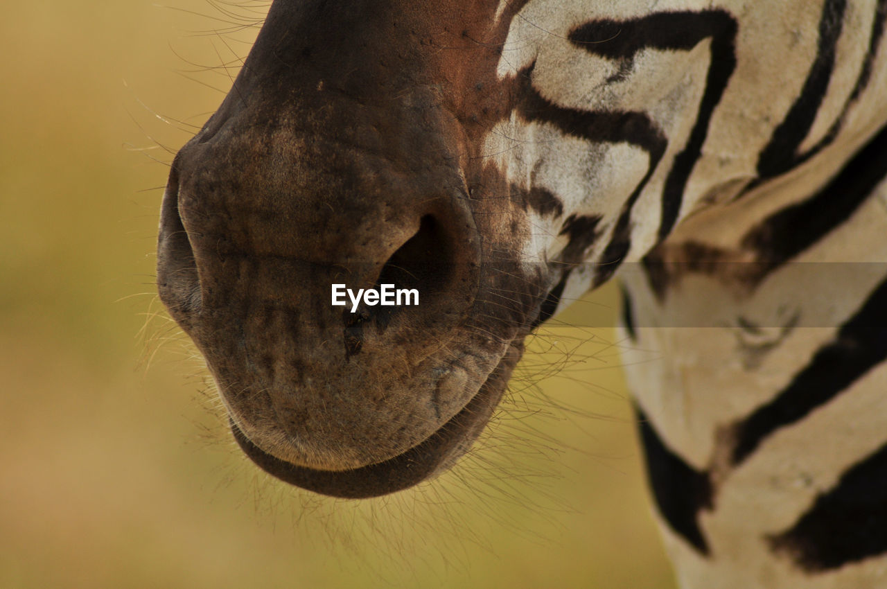 Close-up of zebra 