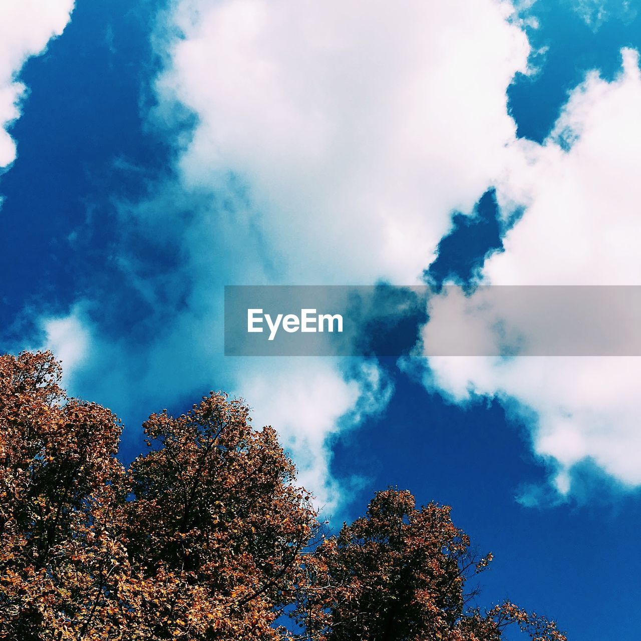 Low angle view of trees against cloudy sky