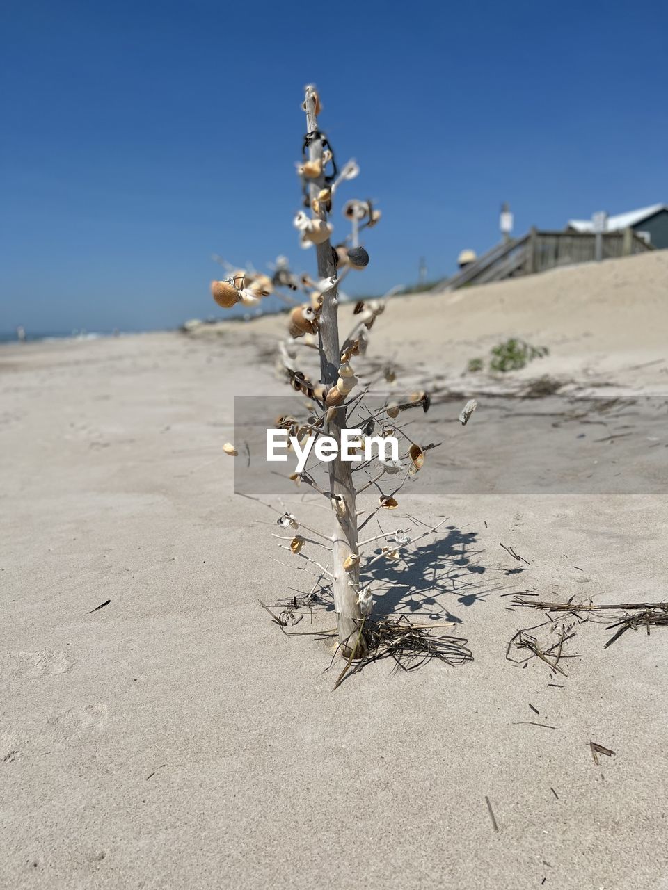 land, nature, sand, sky, tree, plant, landscape, environment, desert, clear sky, no people, scenics - nature, natural environment, beauty in nature, day, sea, tranquility, blue, beach, arid climate, dry, outdoors, sunny, sunlight, non-urban scene, climate, tranquil scene, sand dune, snow, winter, dune, copy space