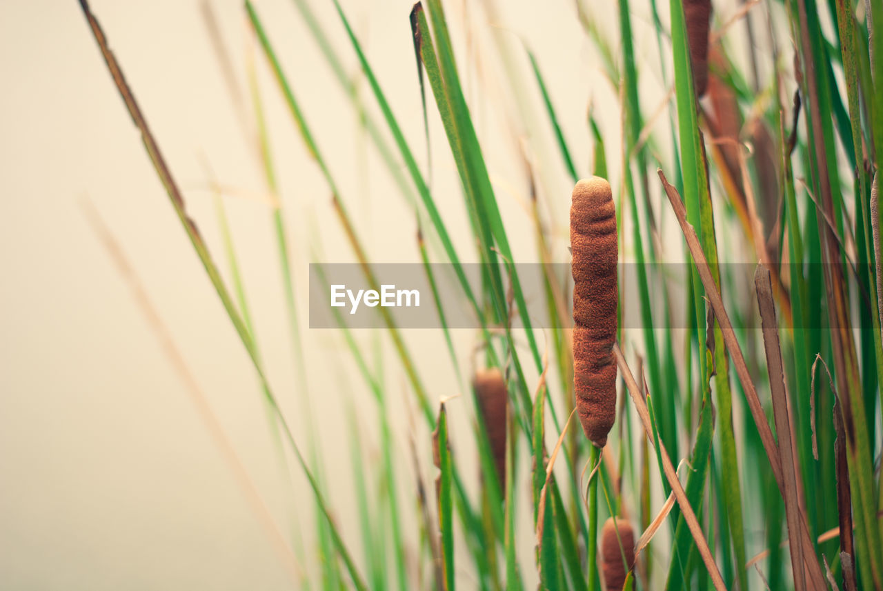 CLOSE-UP OF WHEAT GROWING ON FIELD