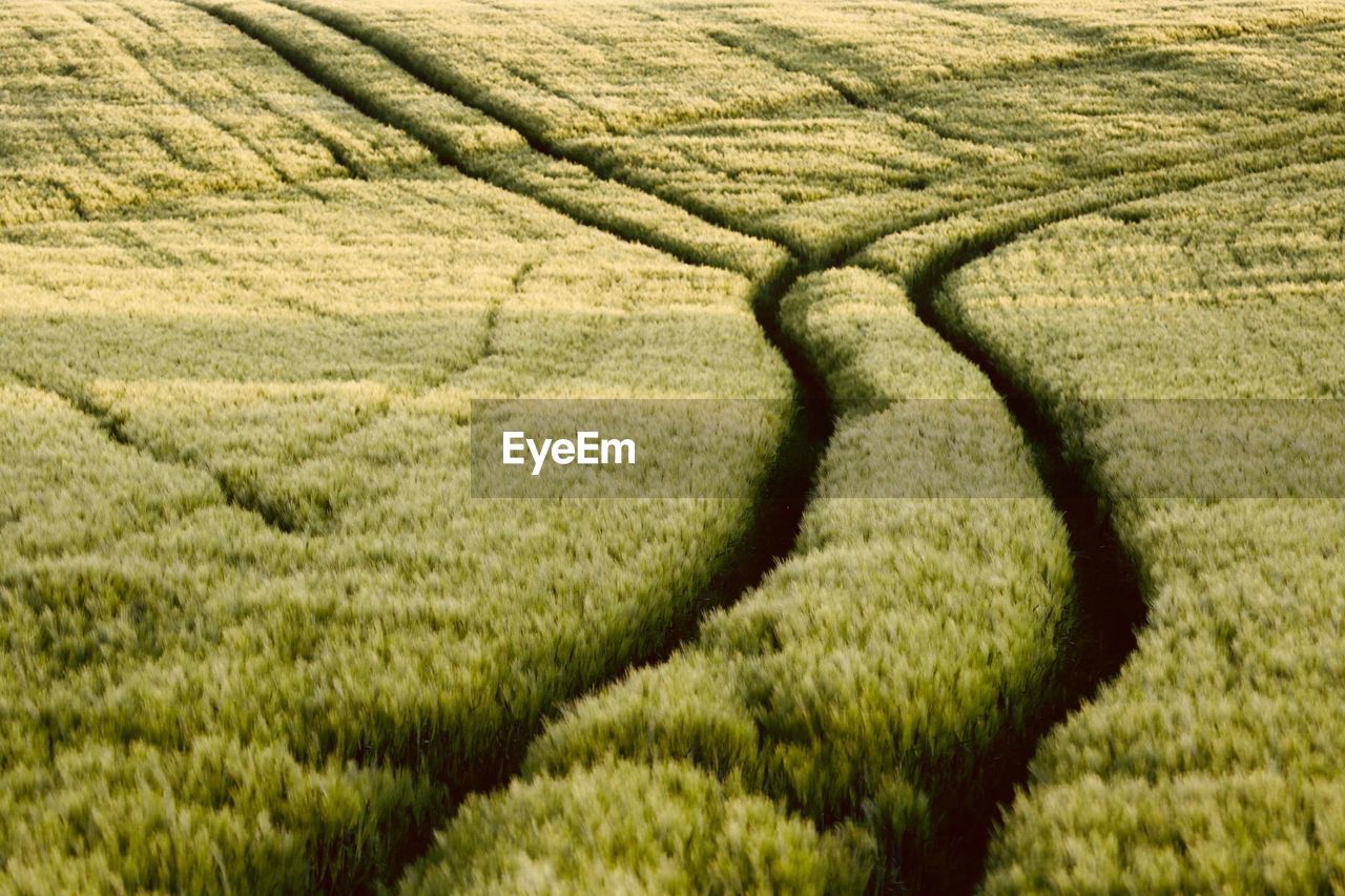 Scenic view of agricultural field