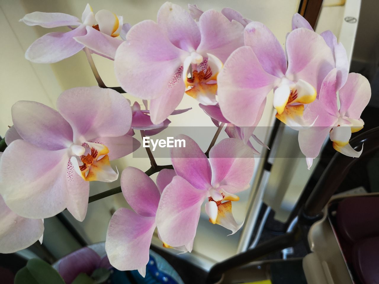 CLOSE-UP OF PINK ORCHIDS ON PLANT