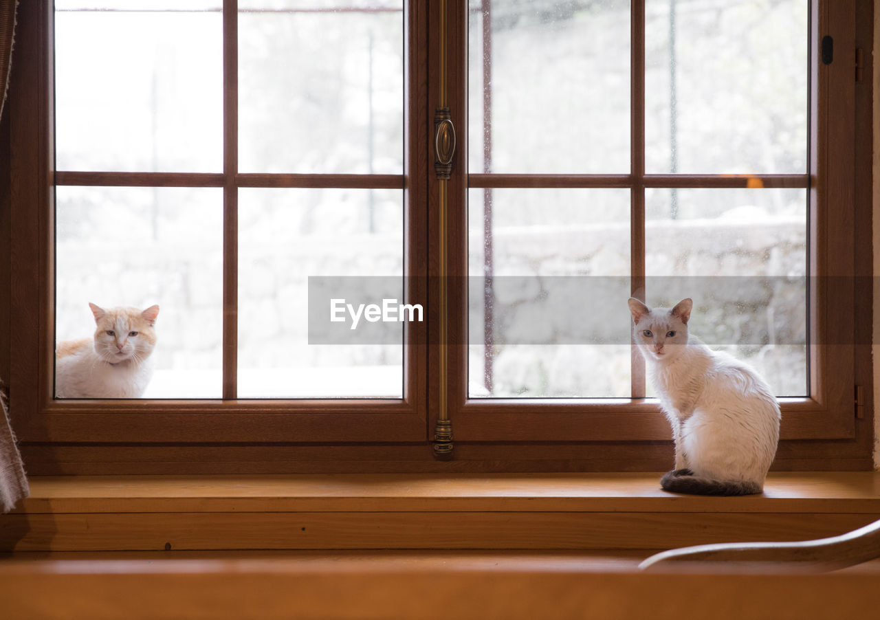 Portrait of cats sitting by window